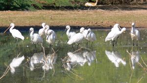 images/Gajner-wildlife-sanctuary.jpg