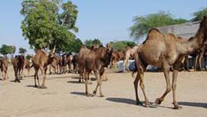images/farm-bikaner.jpg